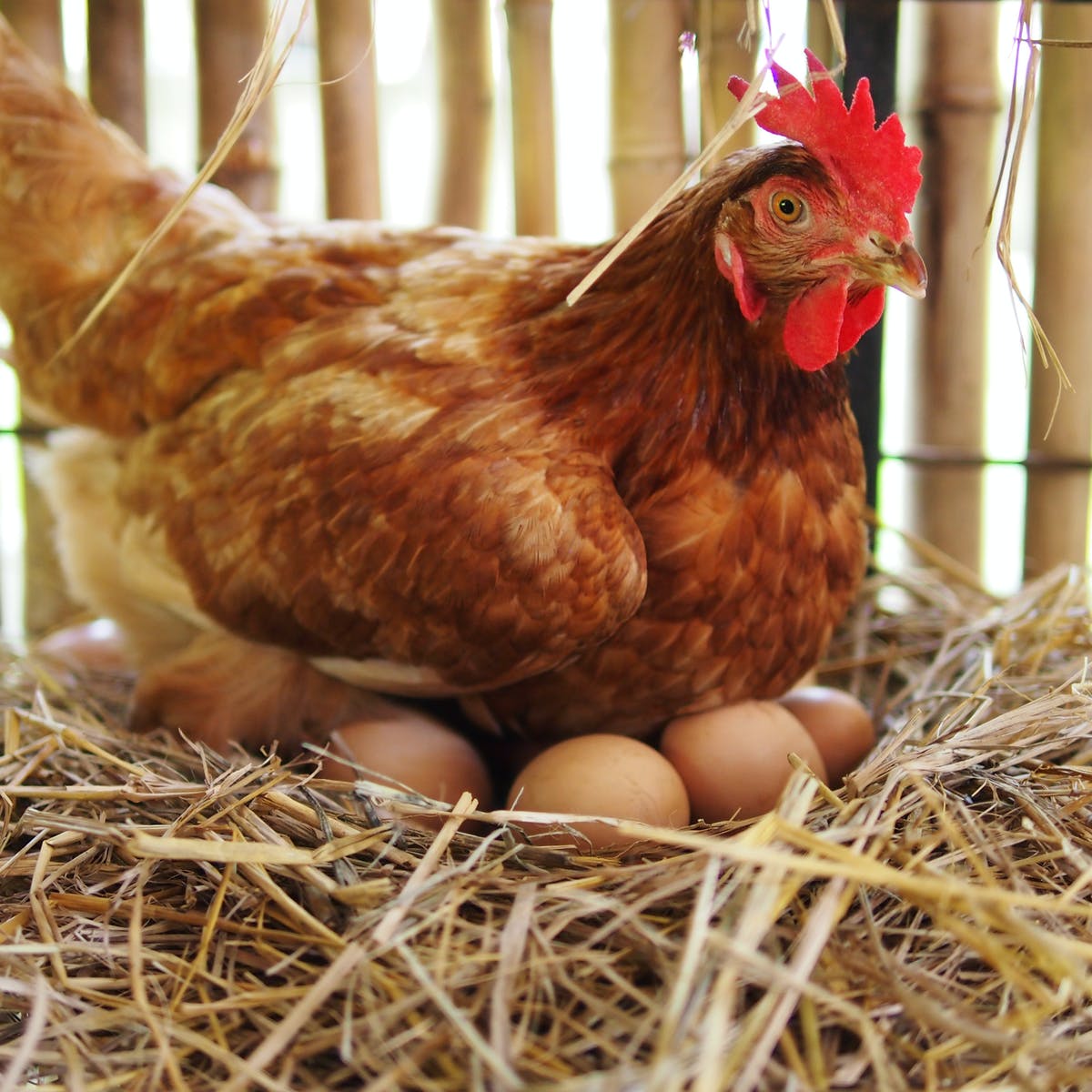 Poultry