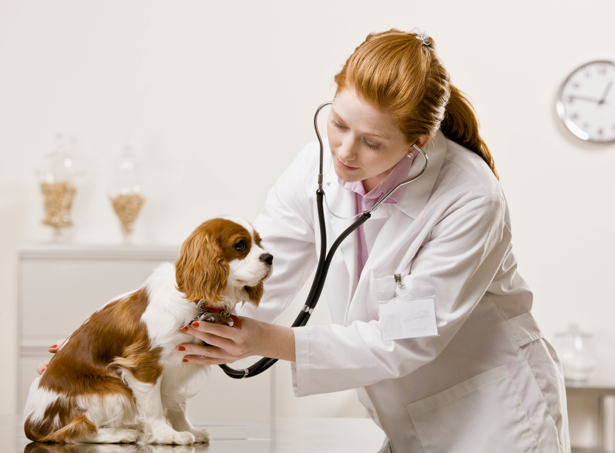 Vet