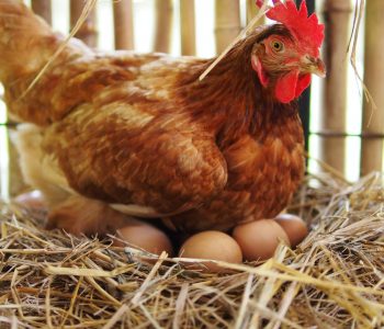 Poultry