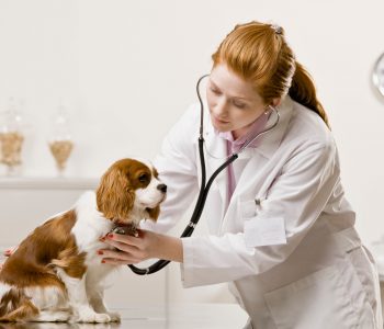 Vet